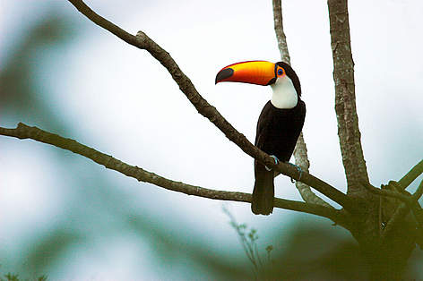 Toco Tucan ( Rampahastos toco). Iguazu National Park, Misiones, Argentina. / ©: WWF - Canon / James Frankham rel=