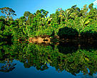 Forest growing by the Sucunduri River. Juruena National Park, Brazil. June-July 2006.