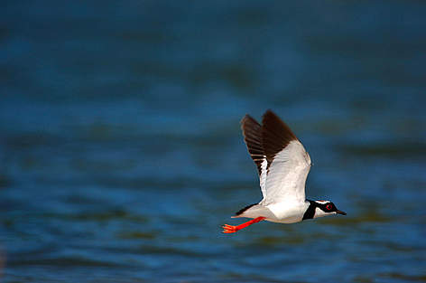Parque nacional Juruena, Brasil / ©: Zig Koch / WWF rel=