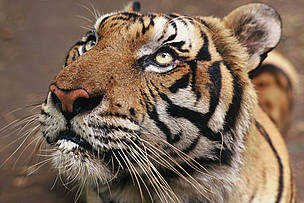 Tiger (Panthera tigris tigris). / ©: Adam OSWELL / WWF-Canon Tiger (Panthera tigris tigris) / ©: Adam OSWELL / WWF-Canon