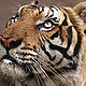 &copy; Adam OSWELL / WWF-Canon