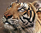 Tiger (Panthera tigris tigris)