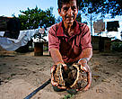 Farmer's hands holding sustainably harvested Brazil nut ( Bertholletia excelsa), near the interoceanica highway, Perú.