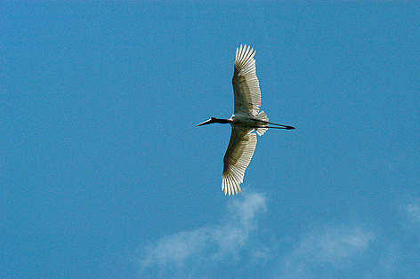 Ave Jabirú, Reserva Iténez, Bolivia / ©: Gustavo Ybarra / WWF-Canon rel=