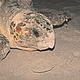 The oil slick from the Deepwater Horizon poses a threat to many marine species and shorebirds. It has been estimated that 400-600 species are potentially at risk as oil from the blowout begins to reach the US Louisiana coast at one of the worst times for migatory birds. Several loggerhead turtles (Caretta caretta) have been found dead on the shoreline of the Gulf of Mexico in recent days. © Y.-J. Rey-Millet / WWF-Canon
