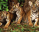 Panthera tigris sumatrae Sumatran tiger Three young cubs.