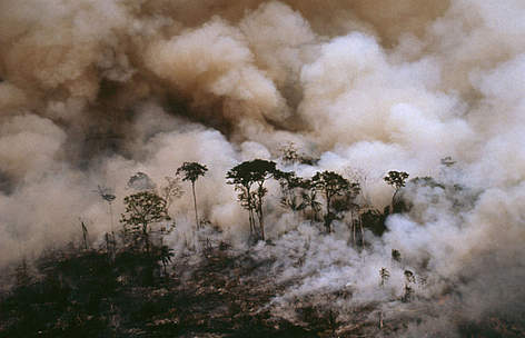 Brasil / ©: Mark Edwards / WWF-Canon rel=