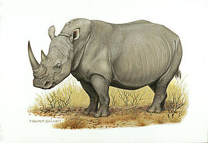 White rhinoceros (Ceratotherium simum) / ©: WWF-Canon / Helmut Diller White rhinoceros (Ceratotherium simum) / ©: WWF-Canon / Helmut Diller