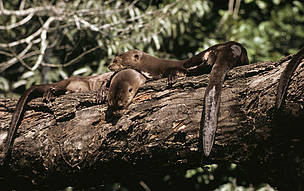 Lobo de río, Perú / ©: Hartmut Jungis/WWF - Canon / ©: Hartmut Jungis/WWF - Canon