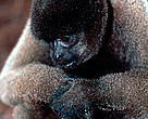 Humboldt's woolly monkey or Common wolly monkey (Lagothrix lagotricha); Amazonas, Brazil