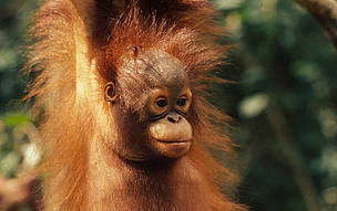 Bornean orang-utan, Sarawak (Borneo), Malaysia. / ©: Michel TERRETTAZ / WWF-Canon Bornean orang-utan, Sarawak (Borneo), Malaysia. / ©: Michel TERRETTAZ / WWF-Canon