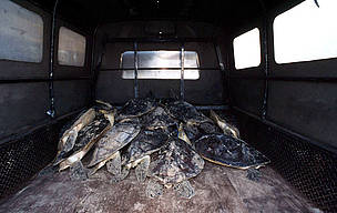 Green turtles (Chelonia mydas) in the back of a truck scheduled for slaughtering as an offering in ... / ©: Jürgen FREUND / WWF-Canon / ©: Jürgen FREUND / WWF-Canon
