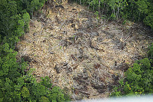 Deforestación del Amazona