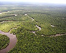 The Amazon rain forest, Loreto region, Peru
