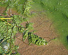 Blue-green algae, Baltic Sea, Finland