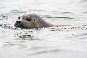 A ringed seal swimming in waters off Svalbard, Norway. / ©: WWF / Sindre Kinnerød / ©: WWF / Sindre Kinnerød