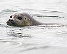A ringed seal swimming in waters off Svalbard, Norway.