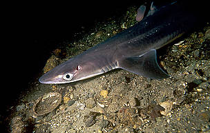 The Convention on International Trade and Endangered Species of Wild Fauna and Flora (CITES) governments voted against proposals to list three hammerhead sharks (scalloped, great and smooth), the oceanic whitetip and the spiny dogfish on Appendix II of the Convention.