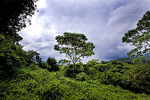 Virunga National Park, Democratic Republic of Congo / ©: Kate Holt / WWF-UK / ©: Kate Holt / WWF-UK