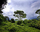 Virunga National Park, Democratic Republic of Congo