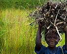 A smiling boy carrying firewood for sale in the market place near the provincial capital of Goma, in the Democratic Republic of Congo.