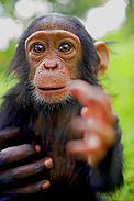 Mapeewa, a sixth month old orphaned, baby, chimpanzee who was rescued from a Congolese Govenrment ... / &copy;: Kate Holt / WWF-UK