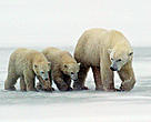 Mother Polar bear (Ursus maritimus) with her cubs walking on ice near Churchill, Manitoba, Canada.