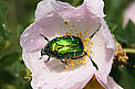  / &copy;: Rose Chafer