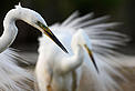  / &copy;: Wild Wonders of Europe/Markus Varesvuo/WWF