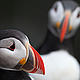 Atlantic puffin (Fratercula arctica), Iceland. © Wild Wonders of Europe / Orsolya Haarberg / WWF