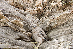 Eleonora's falcon chick (Falco eleonorae), Alonissos island, Greece.