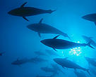 WWF South Africa, together with four major fishing industry players, namely I&J, Oceana, Sea Harvest and Viking, have launched the Responsible Fisheries Alliance (RFA). 