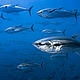 &copy; Brian J. Skerry / National Geographic Stock / WWF