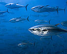 Northern bluefin tuna, Spain