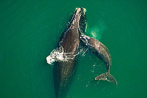 Northern right whale mother & calf (Eubalaena glacialis) off the Atlantic coast of Florida. / ©: Brian J. Skerry / National Geographic Stock / WWF Northern right whale mother & calf off the Atlantic coast of Florida. / ©: Brian J. Skerry / National Geographic Stock / WWF