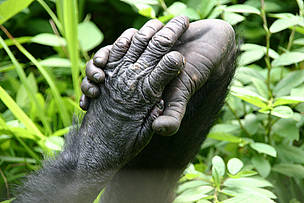 Bonobo hand and foot. / ©: WWF-Netherlands / Bente van der Wilt Hand and a foot of a Bonobo (Pan paniscus) at the animal shelter Lola near Kinshasa Democratic ... / ©: WWF-Netherlands / Bente van der Wilt