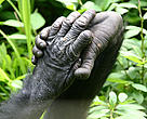 Hand and a foot of a Bonobo (Pan paniscus) at the animal shelter Lola near Kinshasa Democratic Republic of Congo.