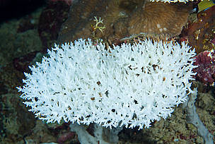 Bleached Acropora coral head, Papua New Guinea. / ©: Jürgen Freund / WWF-Canon Bleached Acropora coral head, Papua New Guinea / ©: Jürgen Freund / WWF-Canon