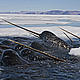 &copy; Paul Nicklen/National Geographic Stock / WWF-Canada