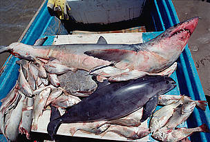 Vaquita or Gulf of California Harbor Porpoise (Phocoena sinus) caught in gill net for sharks and ... / ©: National Geographic Stock/Flip Nicklin/Minden Pictures / WWF Vaquita or Gulf of California Harbor Porpoise (Phocoena sinus) caught in gill net for sharks and ... / ©: National Geographic Stock/Flip Nicklin/Minden Pictures / WWF
