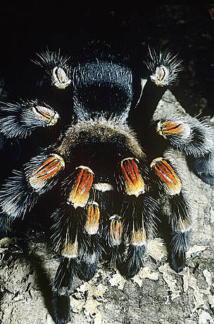  / &copy;: WWF-UK / David Lawson