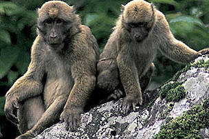 Arunachal macaque (Macaca munzala).  Described as a new species in 2005, the relatively large brown primate with a short tail was a significant discovery as, at the time, it represented the first new monkey species identified anywhere in the world in over a century. It is stocky in build and has a darker face than other closely related species. It is the highest-dwelling macaque in the world, occurring between 1,600m and 3,500m about sea level.