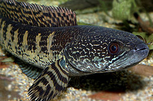 Orange-spotted snakehead (Channa aurantimaculata), endemic to the forest streams, ponds, and swamps adjacent to the Brahmaputra river in the subtropical rainforest of northern Assam. The species is remarkably striking, with a vibrant pattern of purple and orange adorning the length of its body. Discovered in 2000, and measuring up to 40cm in length, the fish is also known as the ‘orange-spotted snakehead’, as its head looks like that of a snake. It is carnivorous and predatory, enjoying a diet of smaller fish and invertebrates.