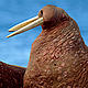 Walrus in the Russian Arctic.