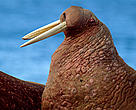 Walrus in the Russian Arctic.
