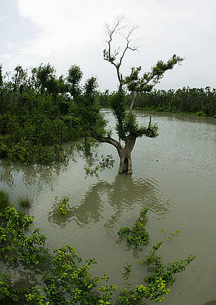 Mangrove trees, Sundarbans National Park, Bangladesh.