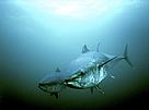 Northern bluefin tuna, Canada. / ©: WWF-Canon / Gilbert Van Ryckevorsel / ©: WWF-Canon / Gilbert Van Ryckevorsel