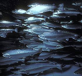  / &copy;: Gilbert Van Ryckevorsel / WWF Canada