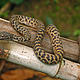 &copy; Lee Grismer / WWF Greater Mekong