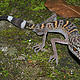 &copy; Thomas Ziegler / WWF Greater Mekong